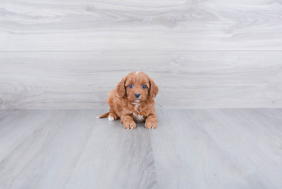 Cavapoo Pup Being Cute