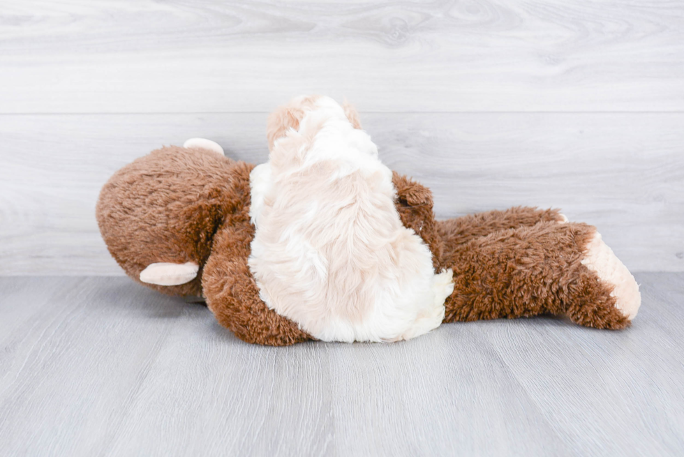 Cavachon Pup Being Cute