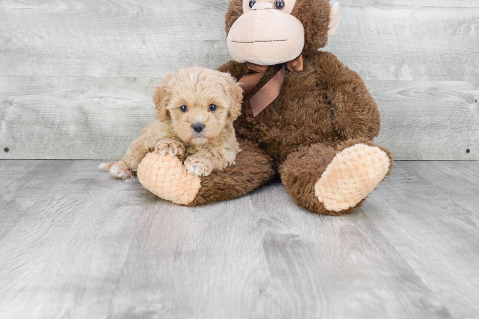 Small Cavapoo Baby