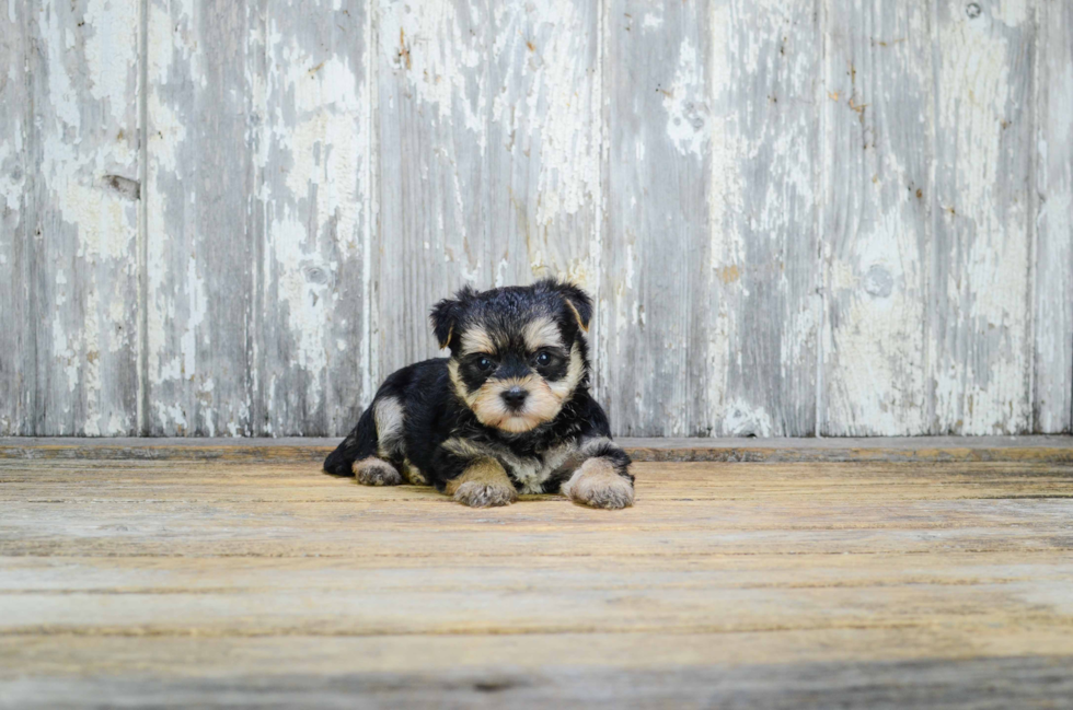 Friendly Morkie Baby