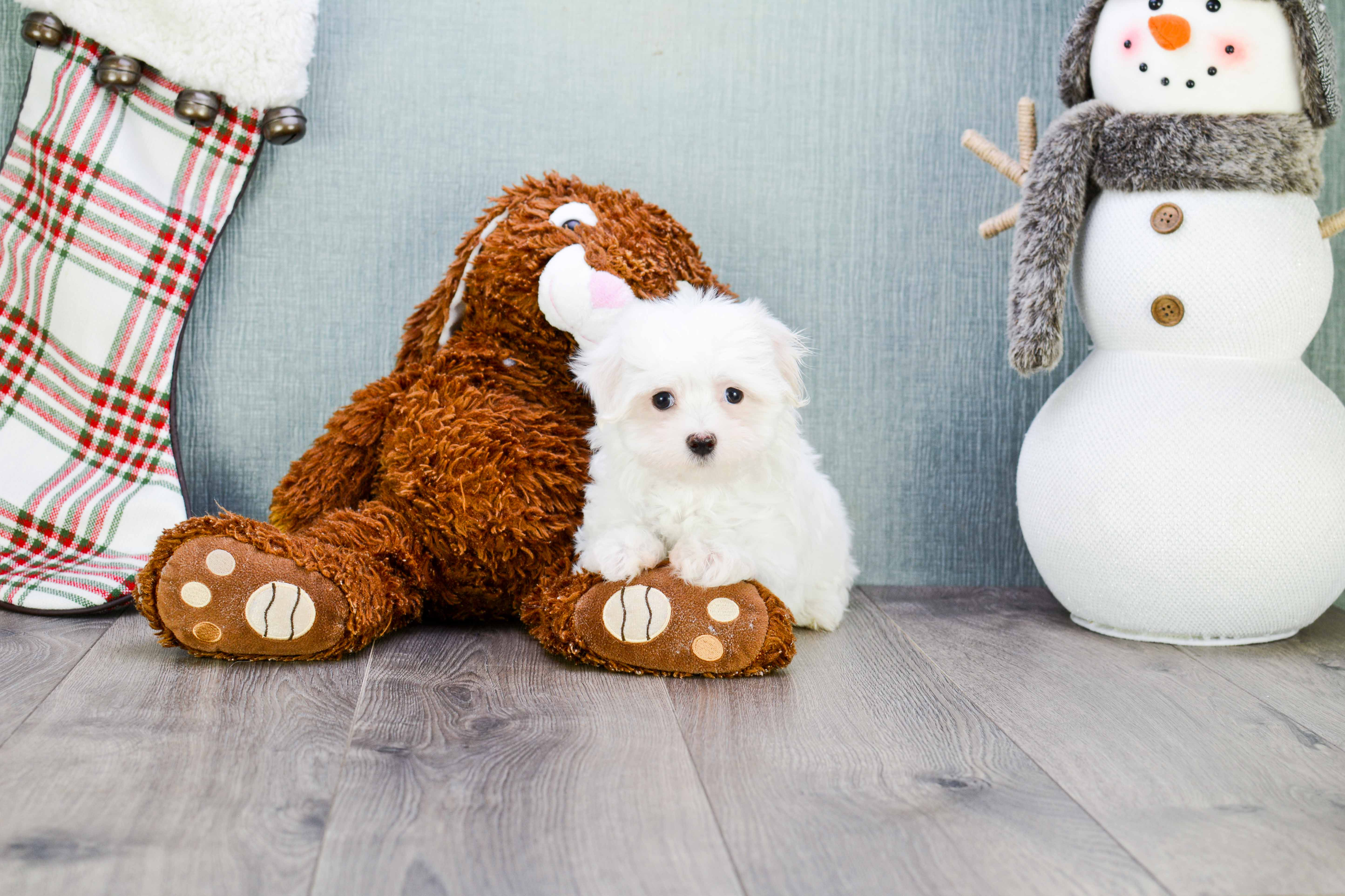 Hypoallergenic Maltese Purebred Pup