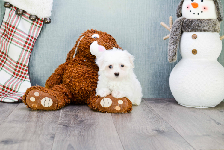 Hypoallergenic Maltese Purebred Pup