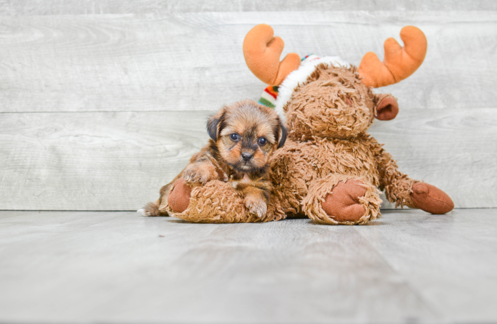 Fluffy Morkie Designer Pup