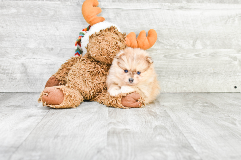 Hypoallergenic Pomeranian Purebred Pup