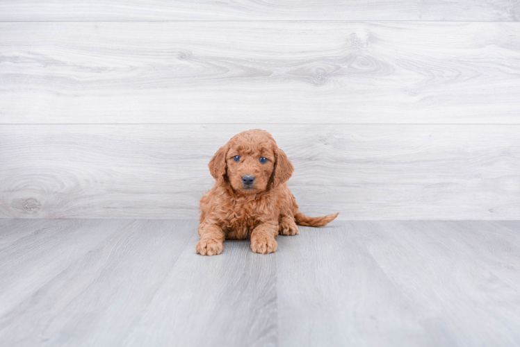 Smart Mini Goldendoodle Poodle Mix Pup