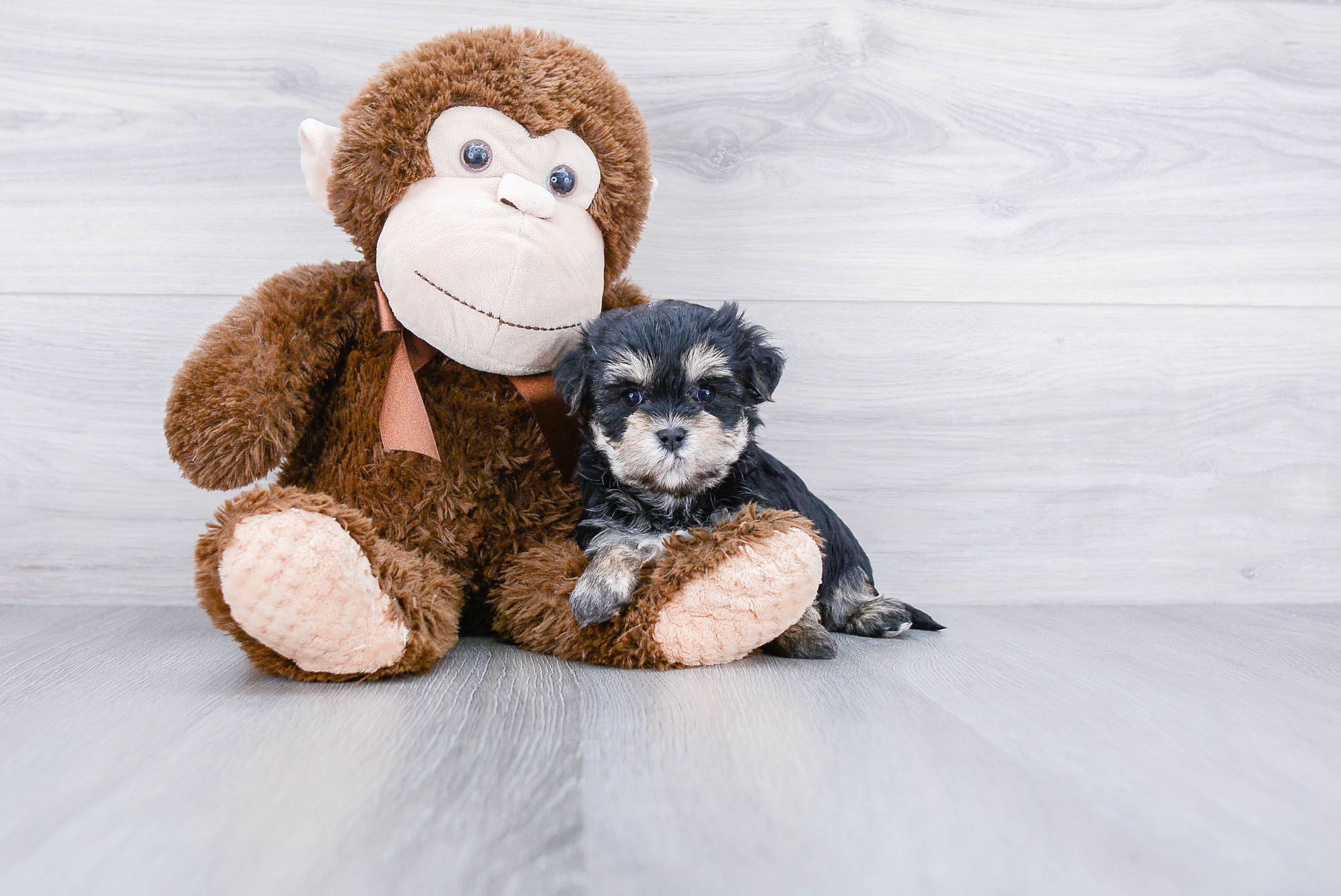 Little Yorkie Designer Puppy