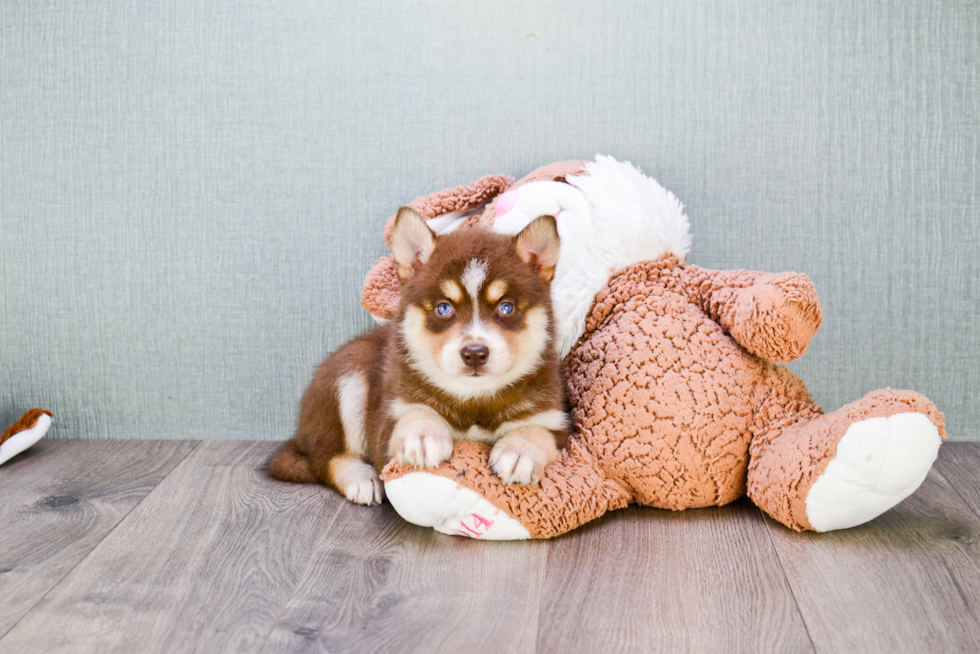 Little Mini Husky Designer Puppy