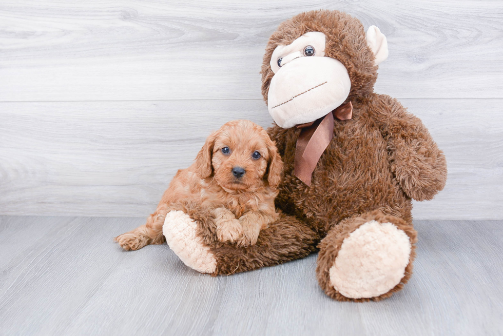 Cavapoo Puppy for Adoption