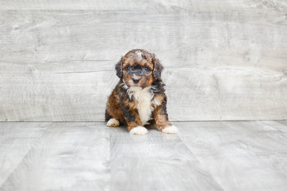 Friendly Mini Bernedoodle Baby