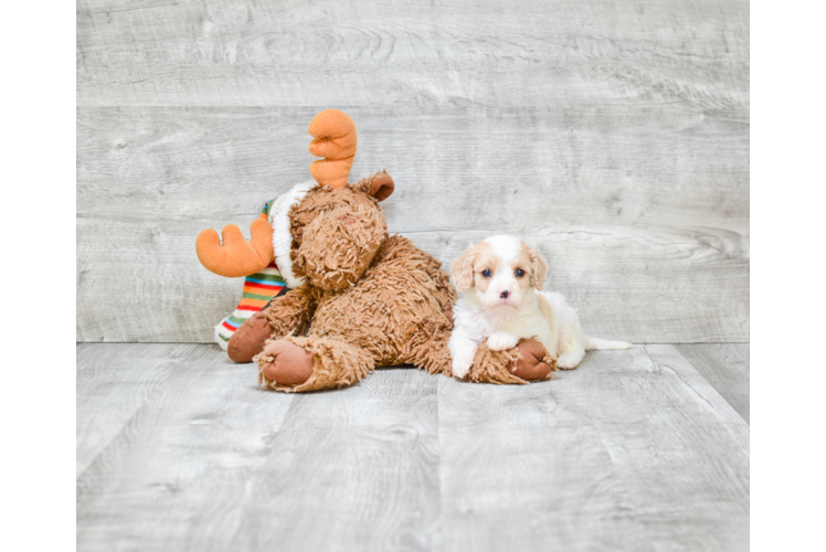 Sweet Cavapoo Baby