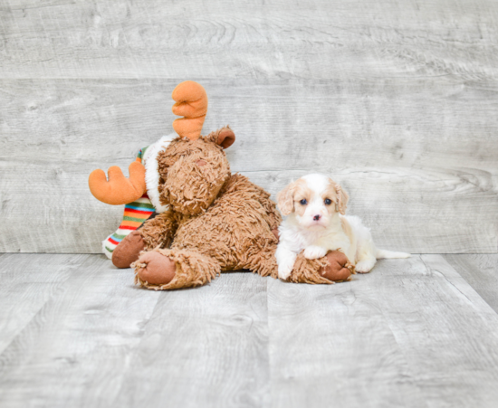 Sweet Cavapoo Baby