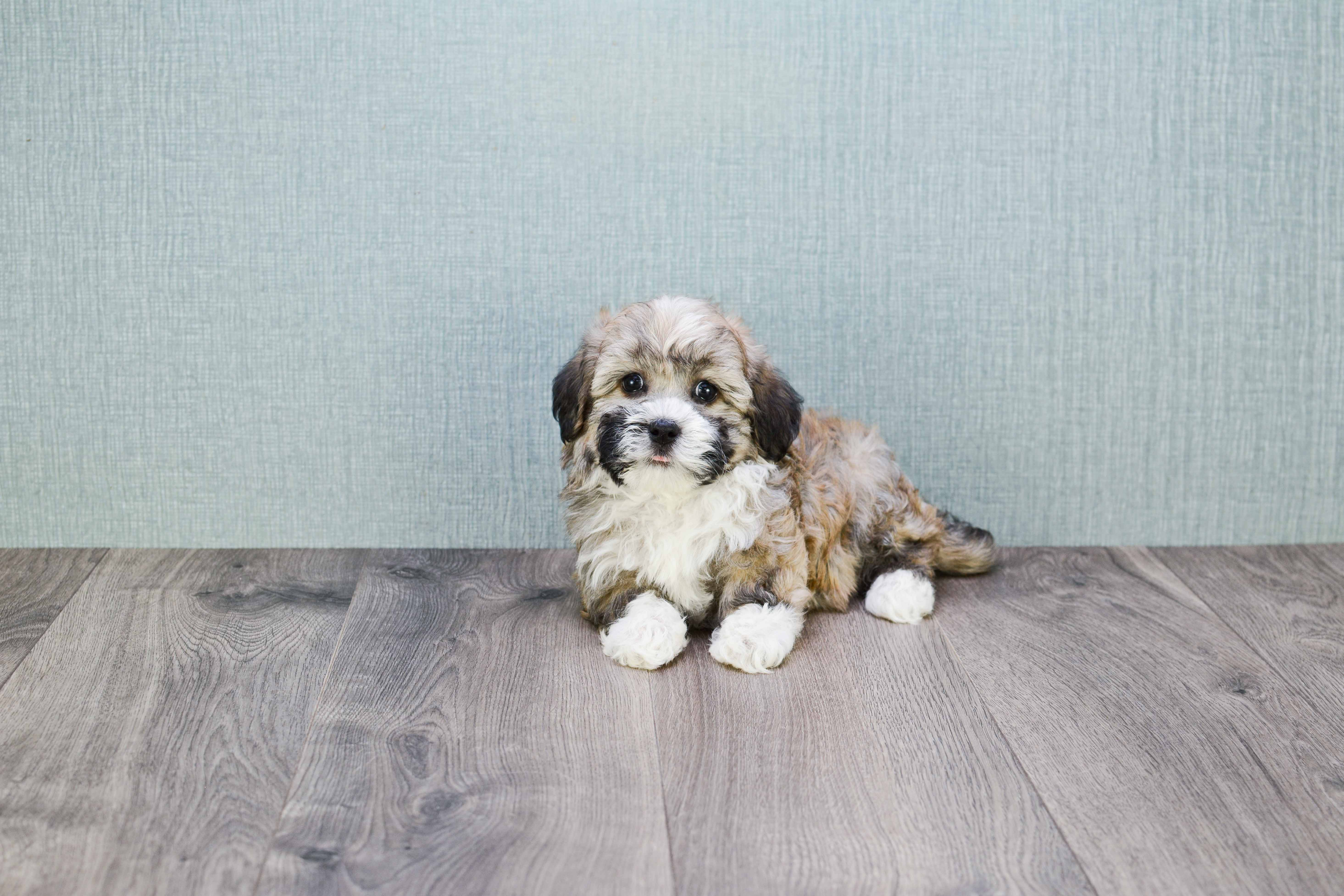Havanese Puppy for Adoption