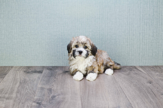 Havanese Puppy for Adoption