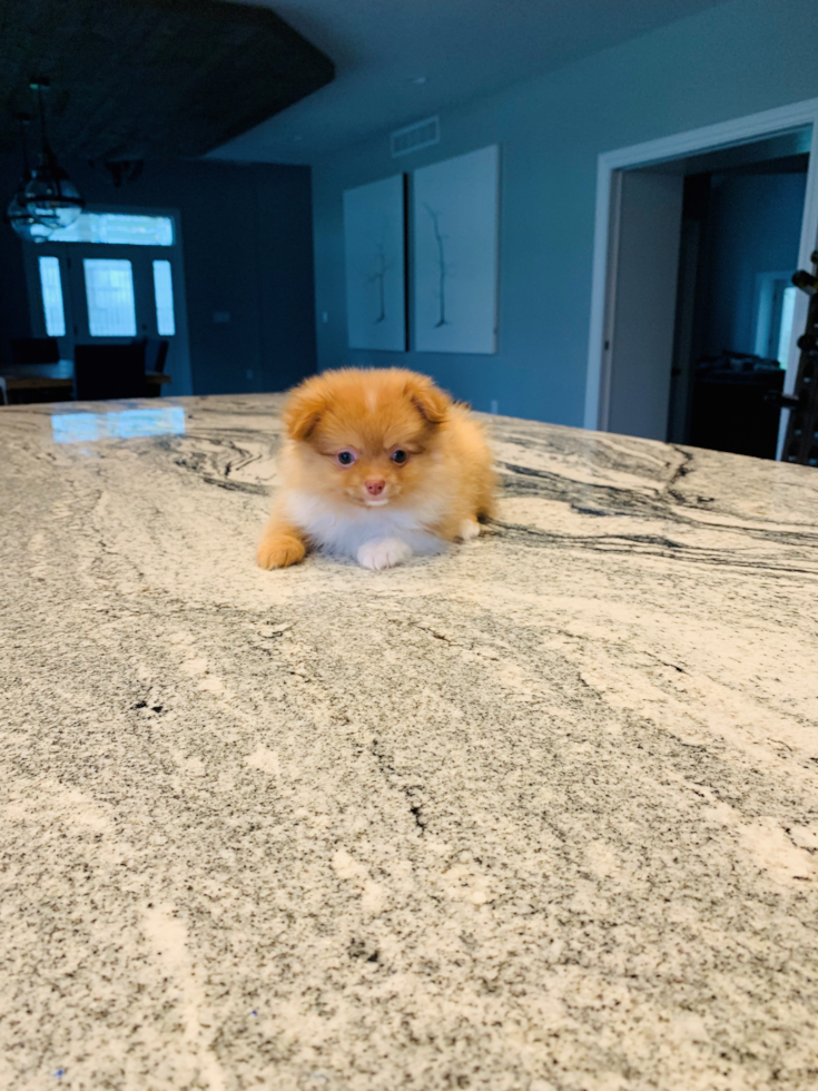 Hypoallergenic Pomeranian Purebred Pup