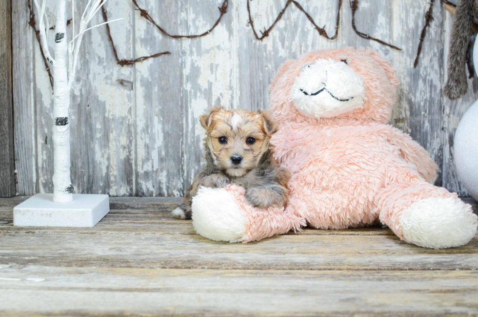 Morkie Puppy for Adoption