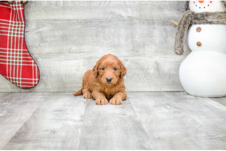 Best Mini Goldendoodle Baby