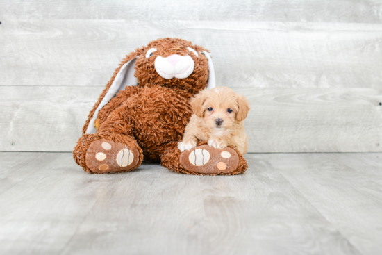 Maltipoo Puppy for Adoption