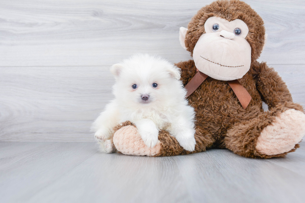 Playful Pomeranian Purebred Pup