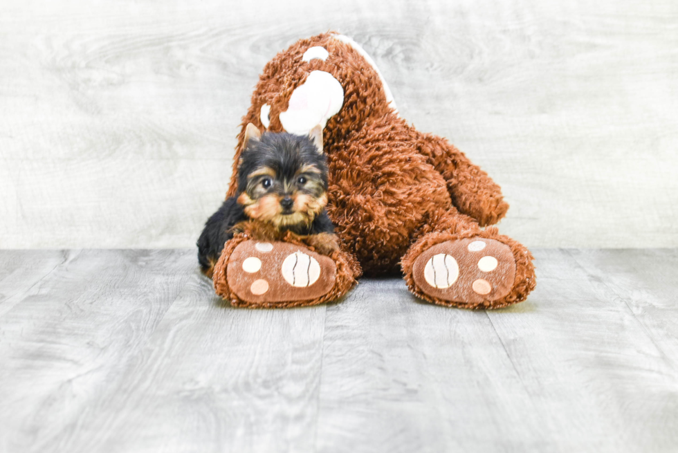 Meet Tinkerbell - our Yorkshire Terrier Puppy Photo 