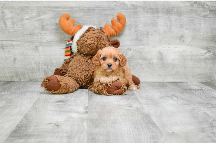 Hypoallergenic Cavoodle Poodle Mix Puppy