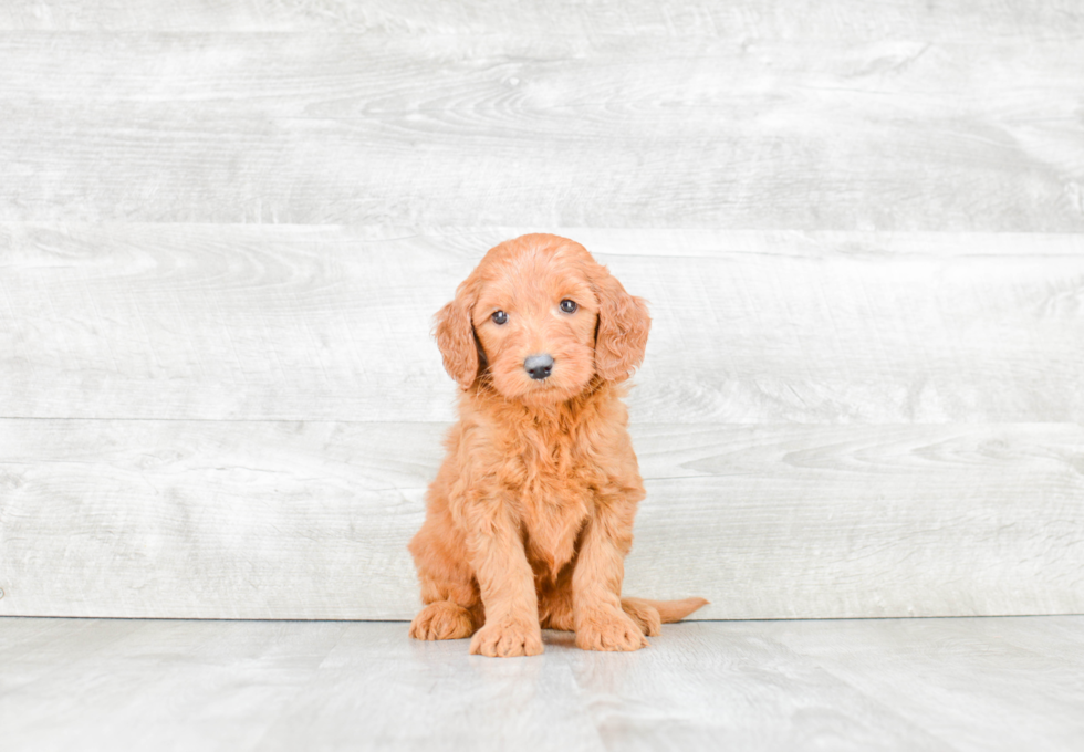 Small Mini Goldendoodle Baby