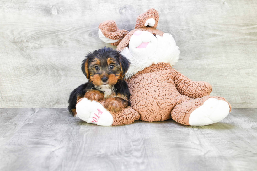 Meet Snickers - our Yorkshire Terrier Puppy Photo 