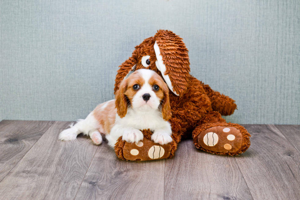 Best Cavalier King Charles Spaniel Baby