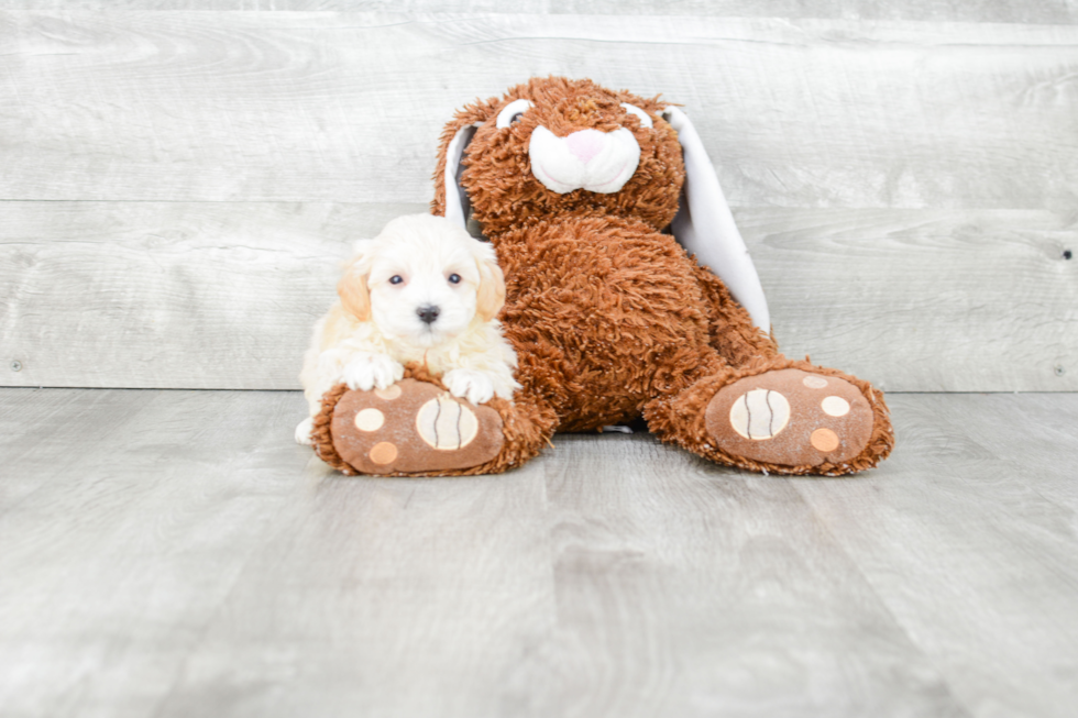 Fluffy Maltipoo Poodle Mix Pup