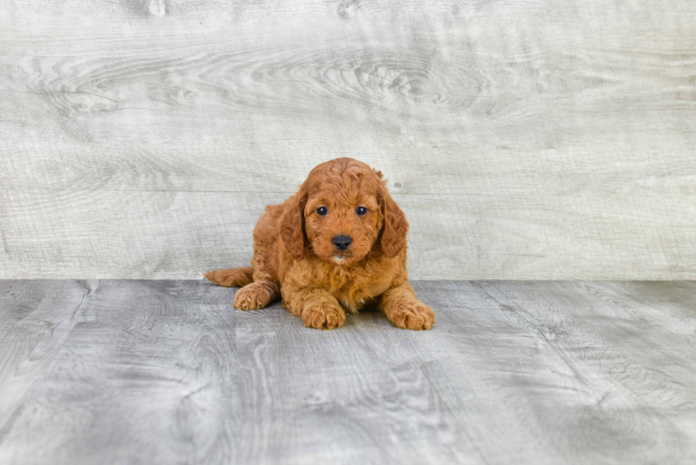 Sweet Mini Goldendoodle Baby