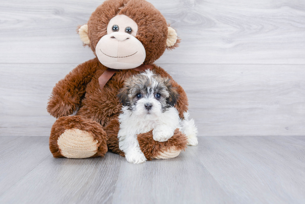 Best Havanese Baby