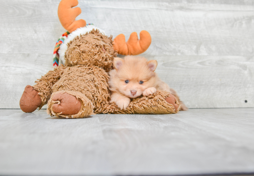 Happy Pomeranian Purebred Puppy