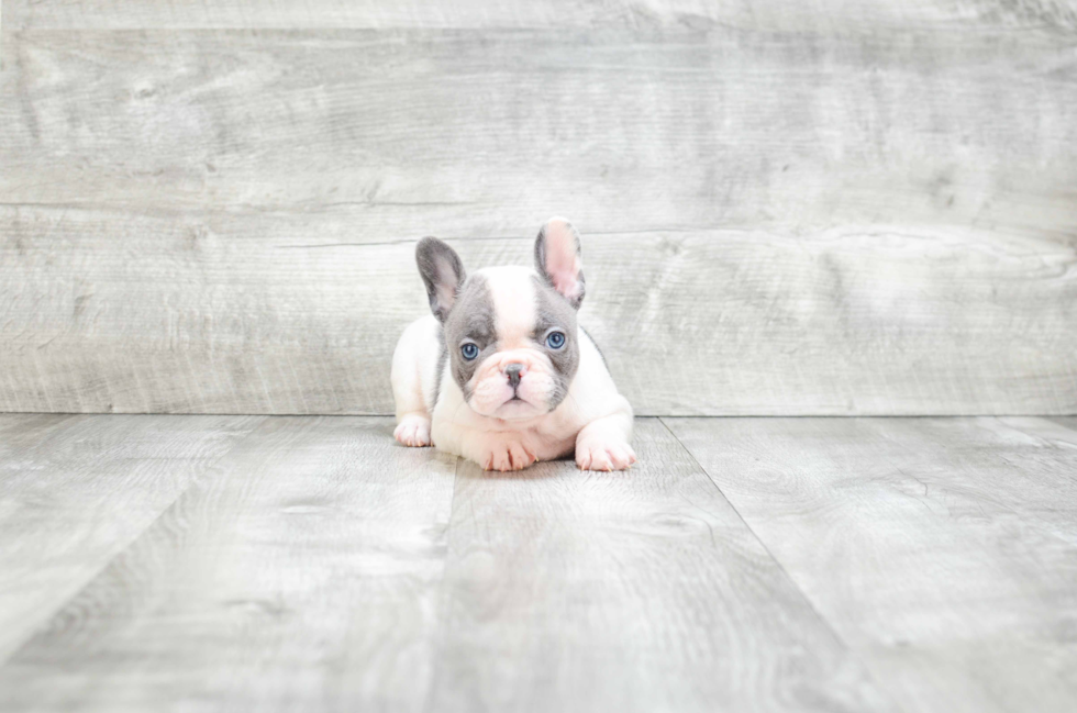 Best French Bulldog Baby