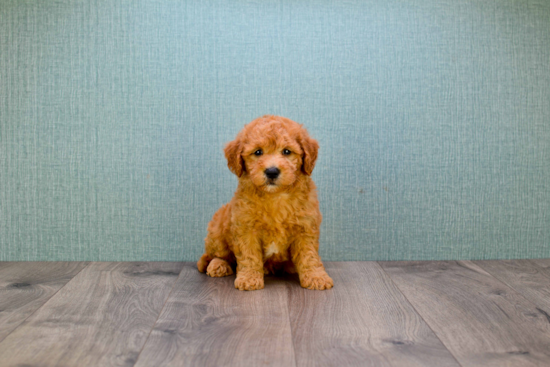 Petite Mini Goldendoodle Poodle Mix Pup