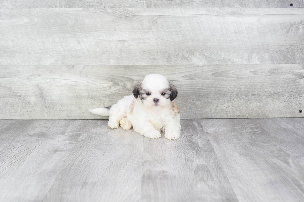 Teddy Bear Pup Being Cute