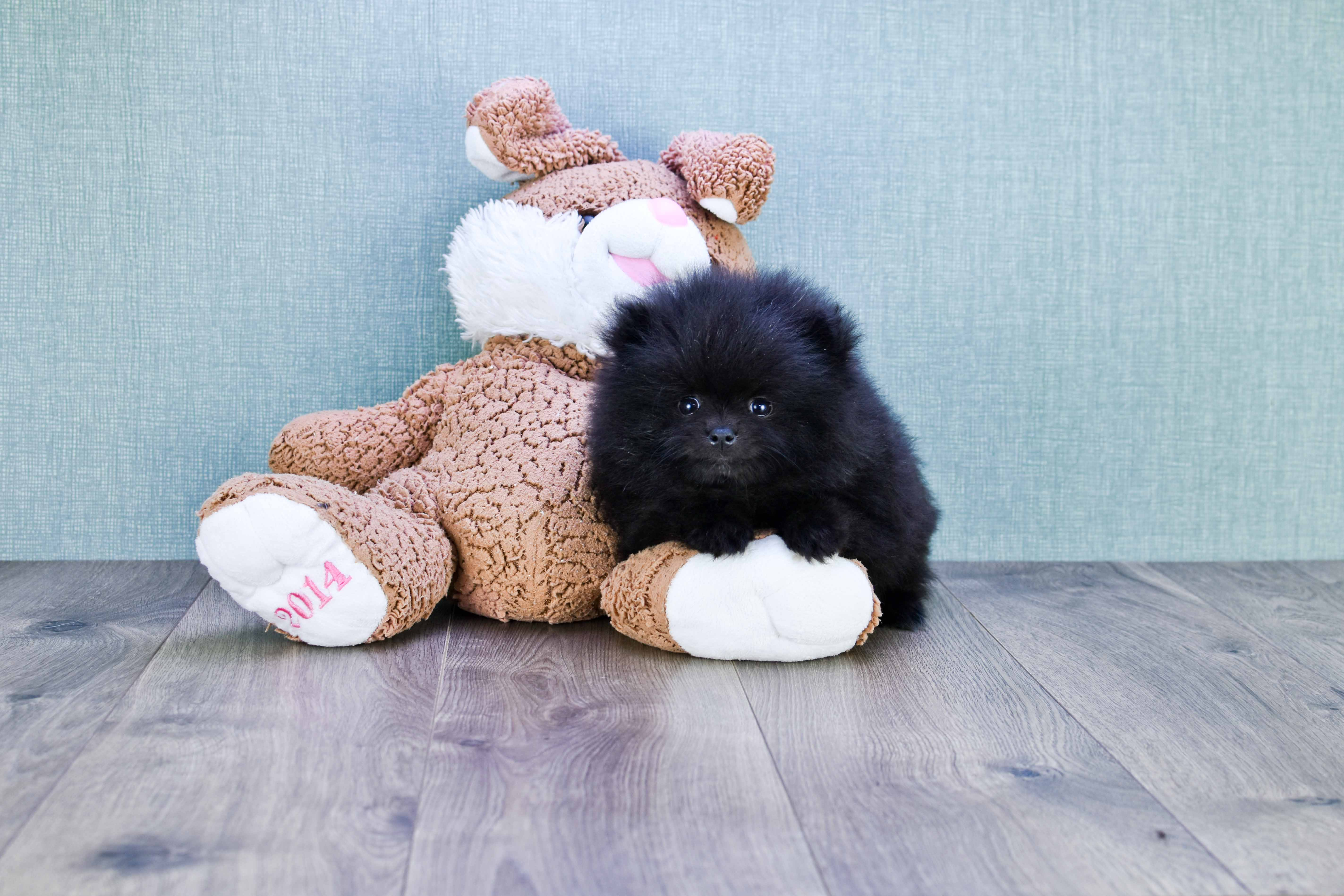 Small Pomeranian Baby