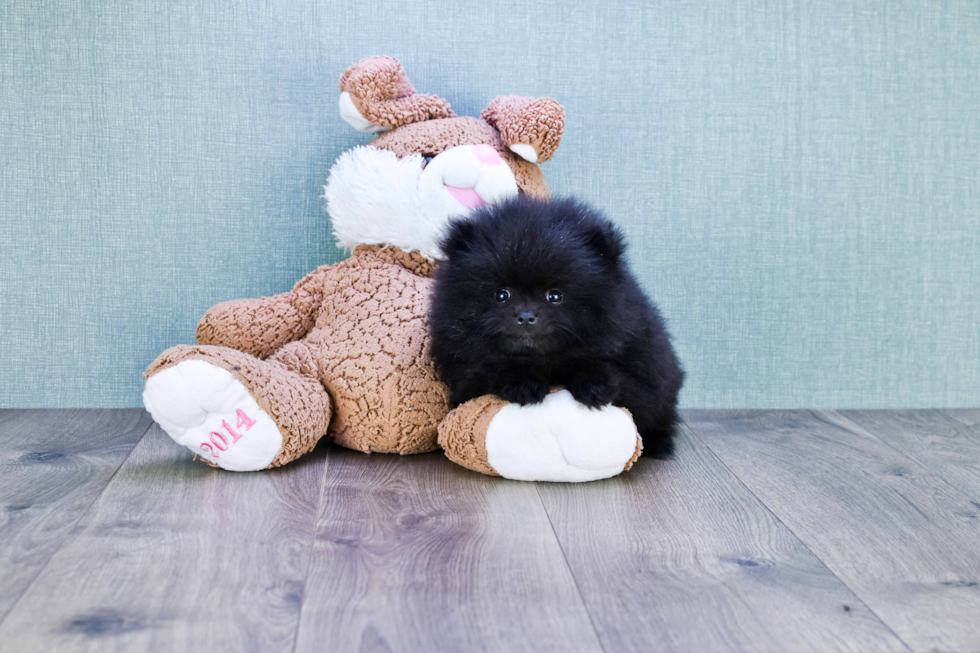 Small Pomeranian Baby