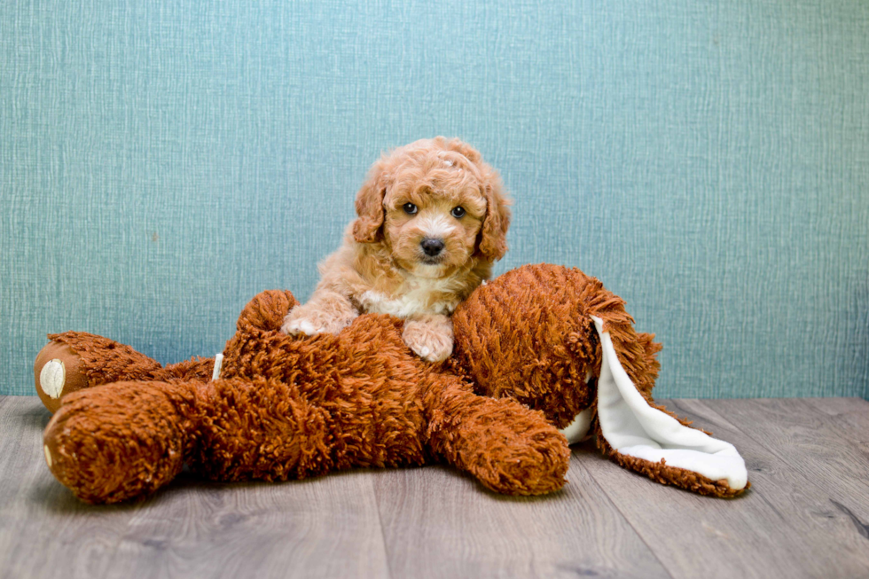 Happy Cavapoo Baby