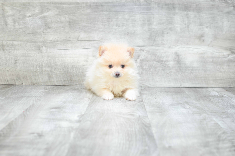 Popular Pomeranian Baby