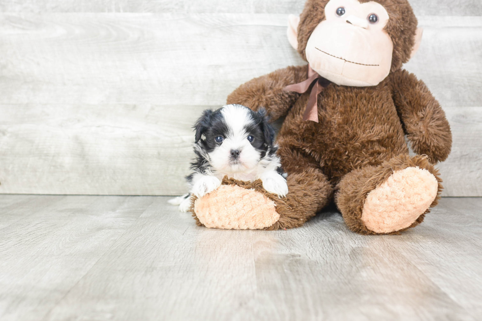 Teddy Bear Pup Being Cute