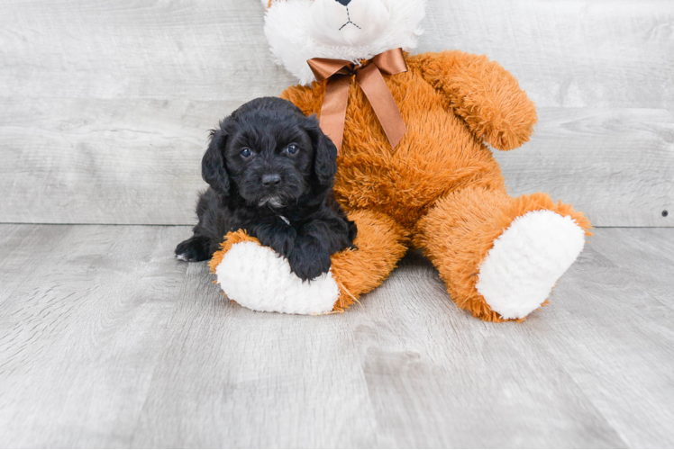 Petite Cavapoo Poodle Mix Pup