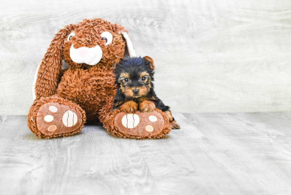 Meet Victoria - our Yorkshire Terrier Puppy Photo 