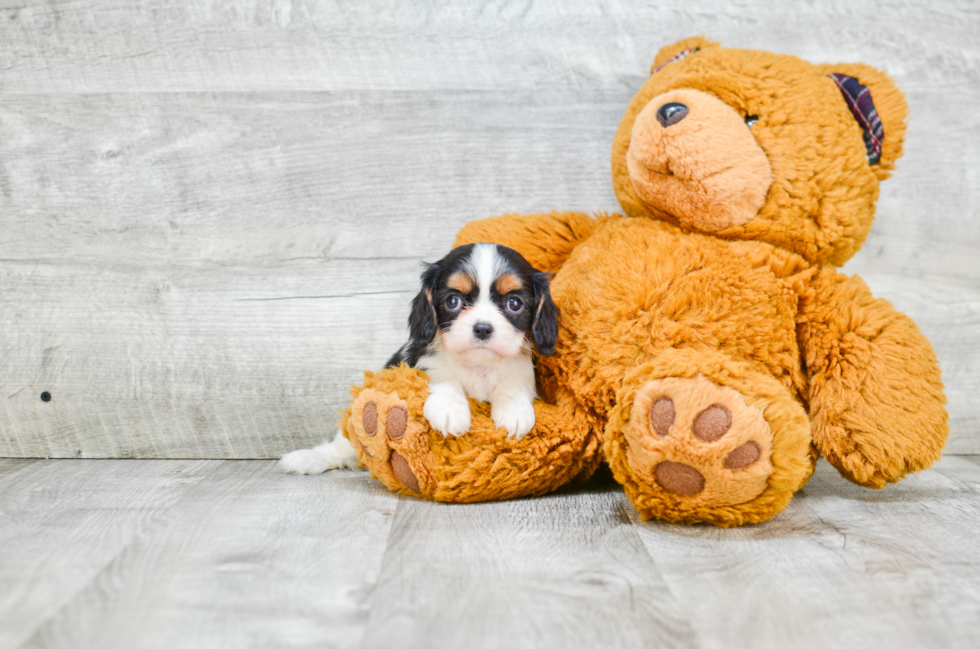 Akc Registered Cavalier King Charles Spaniel Purebred Pup