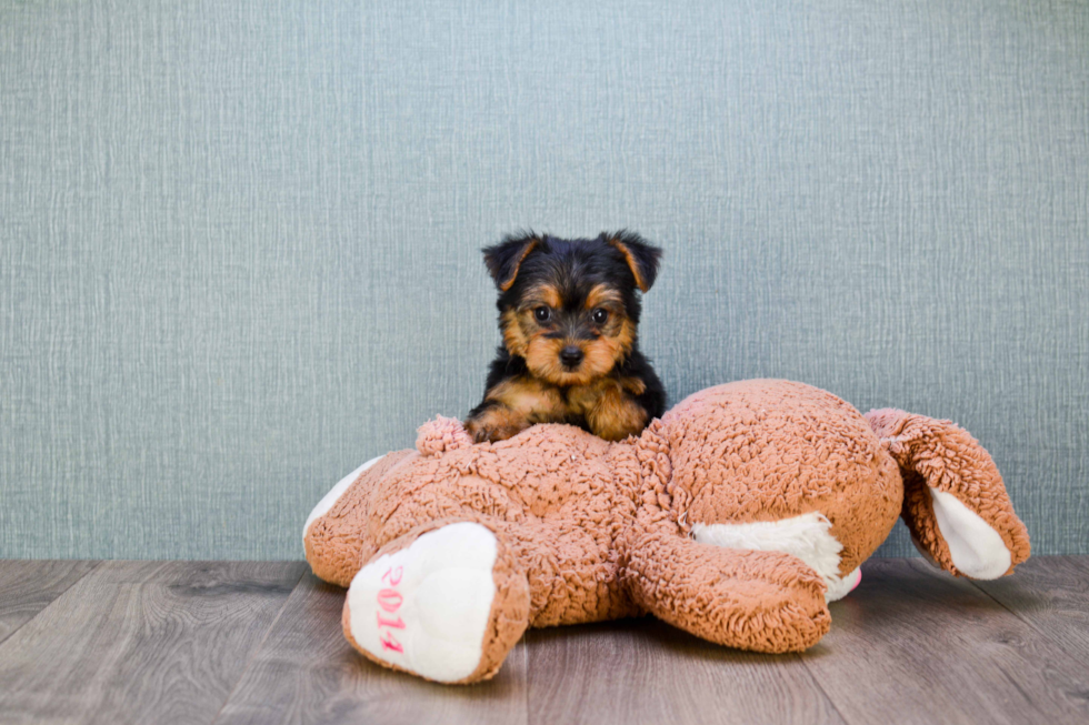 Meet Izzie - our Yorkshire Terrier Puppy Photo 