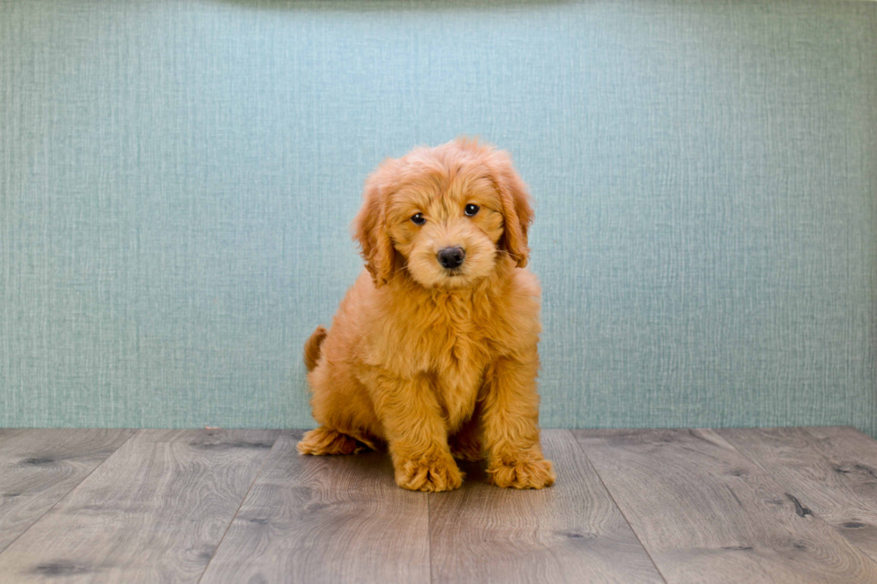 Best Mini Goldendoodle Baby