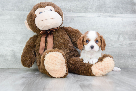 Cavalier King Charles Spaniel Pup Being Cute