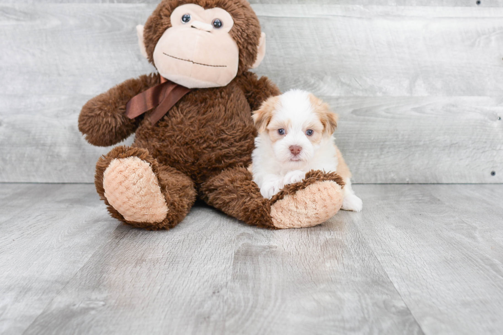 Best Havanese Baby