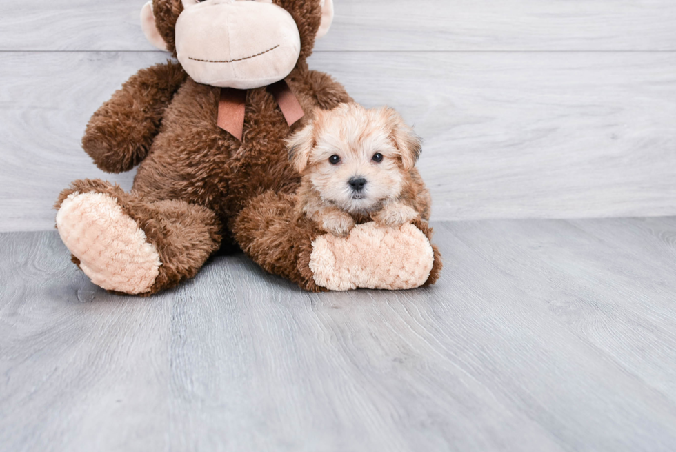 Morkie Pup Being Cute