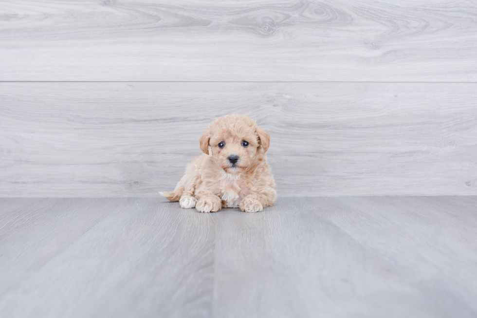 Happy Maltipoo Baby