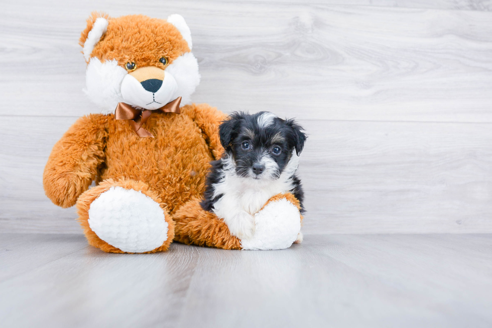 Best Mini Aussiedoodle Baby