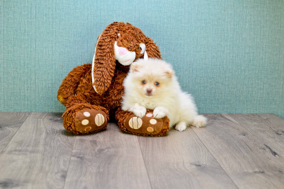 Fluffy Pomeranian Purebred Puppy